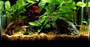 5 5 Gallon Tank Good Betta Tank Otos 10 Watt Compact Florescent Light Driftwood Watch How The Betta Displays Beautiful S Planted Aquarium Betta Betta Tank