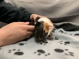 Cpr is a 501(c)(3) charitable organization. See The Latest Adoptable Pets At Riverhead Area Shelters Riverhead Ny Patch