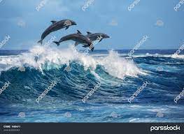 سه دلفین زیبا که از امواج در حال شکستن پرش می کنند مناظر حیات وحش اقیانوس  آرام در هاوایی حیوانات دریایی در زیستگاه طبیعی 1485571