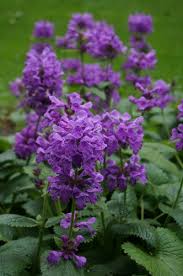 Image result for Tristachya superba