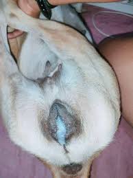 Animal genitales on X: t.coNAU79cB95S  X