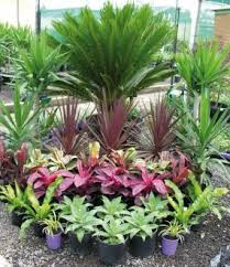 Pin By Michelle Webb On My Tropical Garden Tropical Garden Design Tropical Garden Tropical Landscaping