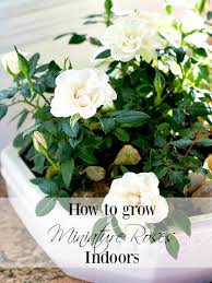 Unwrap the rose, shake packing material from the roots. How To Care For Miniature Rose Plants Indoors Duke Manor Farm