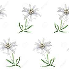 Learn how to plant edelweiss and enjoy it as part of your rock or container garden. Edelweiss Flower Symbol Alpinism Alps Germany Logo Set Stock Photo Picture And Royalty Free Image Image 87182126