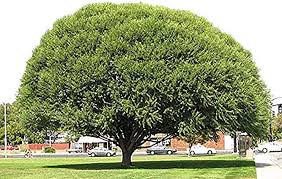 Discover the fastest growing trees in the uk that will reach their full height in just a couple of years. Amazon Com 4 Globe Willow Trees Shade Or Privacy Tree Fast Growing Bc2 Garden Outdoor