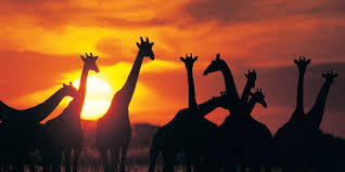 R&eacute;sultat de recherche d'images pour 