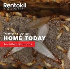 Termibait facility services sdn bhd offers residential, commercial, industrial and hospitality spaces in malaysia effective pest control, termite and bhd. If You Often Find Colored Rentokil Pest Control Brunei Facebook