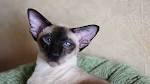 Oriental Shorthair - Wikipedia