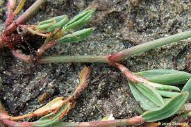 Image result for Oxyanthus pyriformis