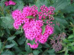 Image result for Spiraea x bumalda ´Crispa