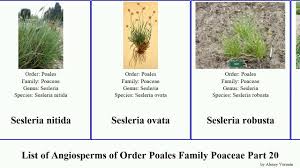 Image result for Schmidtia kalahariensis