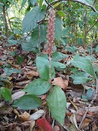 Image result for Hetaeria