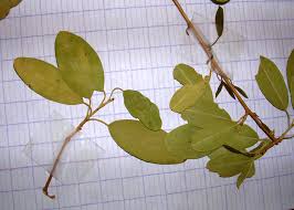 Image result for Cadaba farinosa