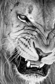Black And White Lion Picture Photography Black White 3ni4fg Jpg 475 715 Lions Animals Animals Beautiful