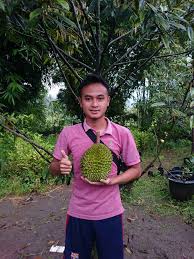 Durian asal malaysia ini terkenal enak, berdaging tebal, manis dan legit. Durian Musang King Merupakan Durian Yang Sangat Populer Di Indonesia