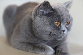 Lady Cat Breeds British Shorthair Blue Color British Shorthair Cat Breeds Cats
