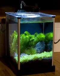 My Work Desktop Nano Fwp Aquascape Betta Fish Tank Aquarium