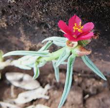 Image result for Portulaca kermesina