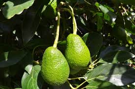 Thankfully, it's easy if you know what to do. Nz Avocado One Of The Many Nz Fruits Growing Picture Of Stroos New Zealand Tours Papamoa Tripadvisor