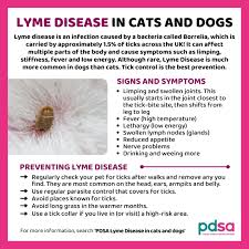 Image result for infected tick bite