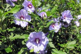 Rose of sharon is also known as althaea or althea. My Flowering Rose Of Sharon The Martha Stewart Blog