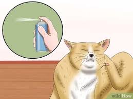 While the dog enjoyed playing with a cool new laser light, it actually heavily stressed the my boyfriend's cat did this and none of the vets could figure it out. How To Stop A Cat From Pulling Its Hair Out 10 Steps