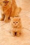 Orange Tabby Cats Facts, Personality And Genetics
