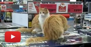 Cats Working At Canadian Tire If I Lived In Canada I Would Totally Shop At This Store Cat Work Cats Cats And Kittens