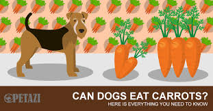 Here's are the reasons why you should give your dog carrots as a snack but carrots may not be the best chew toy for your dog. Can Dogs Eat Carrots Are Carrots Good For Dogs The Ultimate Guide