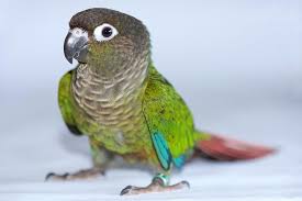 Green Cheeked Conure Bird Species Profile