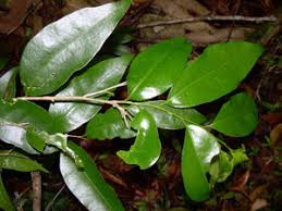 Image result for Drypetes gerrardii