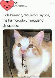 Pin By Magalli On Memes Gatunos Animal Memes Clean Funny Animal Memes Cat Memes Clean