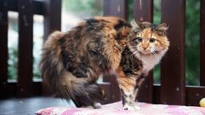 Is Your Cat Insecure 6 Surprising Signs Of Insecurity In Cats Cattime In 2020 Signs Of Insecurity Cats Cat Facts