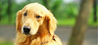 Canine Splenic Hemangiosarcoma Metropolitan Veterinary Associates