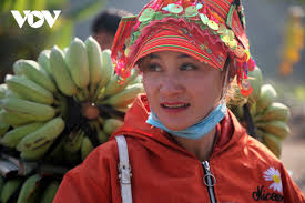 Nông dân Lai Châu làm giàu từ cây chuối xanh