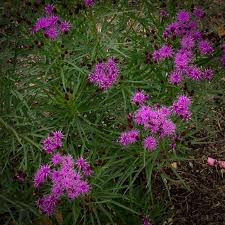 Image result for Vernonia prolixa