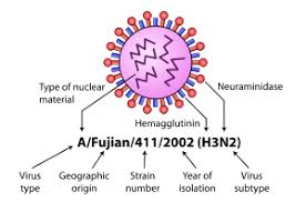 Maybe you would like to learn more about one of these? Flu Burung Wikipedia Bahasa Indonesia Ensiklopedia Bebas