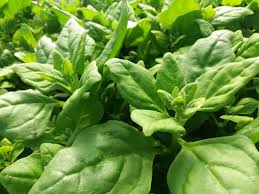 Image result for Tetrapogon