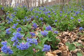Things to do in morgantown. Wvu Core Arboretum Spring Flower Festival Coming Soon E News West Virginia University