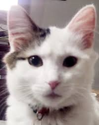 Update: FOUND! ♥️ Missing Cat‼️ Saline Area Her name is Waffles Short hair  haired grey and peach tortoiseshell cat She has a collar, although we're  worried it could have fallen off