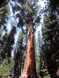 In order to know how old general sherman is, scientists take small samples of the tree and analyze it. General Sherman The Biggest Tree In The World