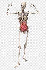 Jan 20, 2018 · the ulna is one of two bones that give structure to the forearm. Anatomy Human Body Human Skeleton Organ Bone Skeleton Anatomy Arm Png Pngegg