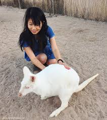 High quality foods are available for nearly all pet types whether you have a dog, cat, reptile, fish, small animal or feathered friend. Roos N More Zoo In Las Vegas An Exotic Petting Zoo