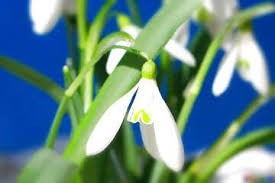 Blumen Schneeglockchen Desktop Hintergrunde Bild Fruhling Hintergrundbilder Bilder Bildschirmhintergrund 38327 Torange Biz Wenn sie den speicherort für hintergrundbilder von windows 10 kennen, können sie nicht benötigte wallpaper löschen oder auch neue hinzufügen. blumen schneeglockchen desktop