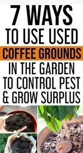 They can be successfully used to improve soil quality, fertilize plants, and deter pests. 7 Uses For Old Coffee Grounds In Your Garden Coffee Grounds In The Garden Organic Gardening Tips Organic Vegetable Garden