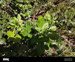 Image result for Searsia tomentosa