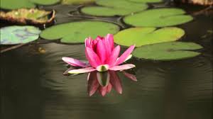 Why are there herons in my koi pond? Water Pond Relaxing Sound Of Water In A Forest Pond Youtube
