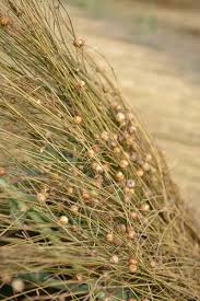 Image result for Juncus kraussii