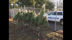 This hardy, fast growing evergreen is a hybrid of two u.s. Waterford Police Lowes Team Up To Offer Free Christmas Trees For Those In Need Fox61 Com