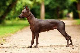 5 Majestic Mexican Dog Breeds All Mexican Dogs